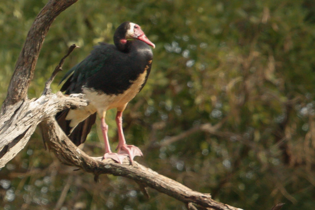 Spur-winged Goose - ML614318915