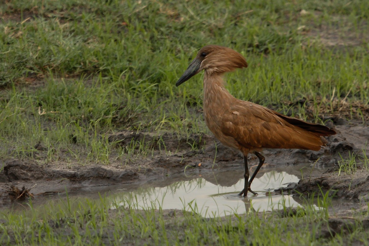 Hamerkop - ML614318925