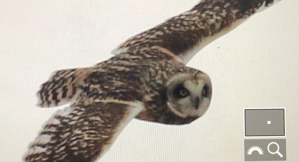 Short-eared Owl - ML614318945