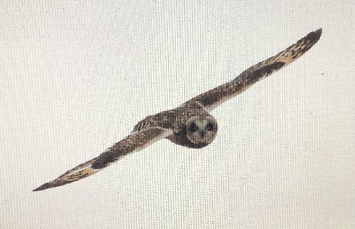 Short-eared Owl - ML614318946