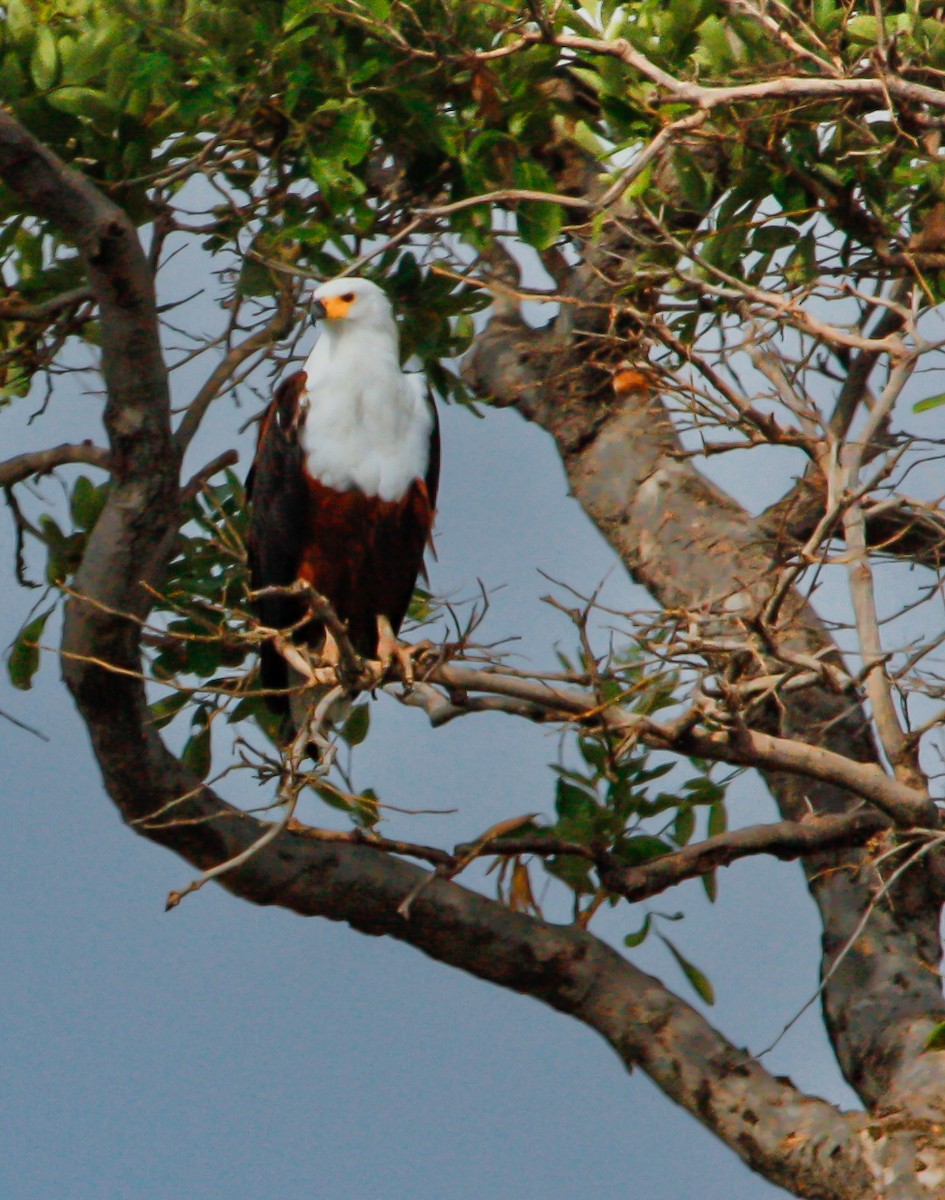 African Fish-Eagle - ML614318965