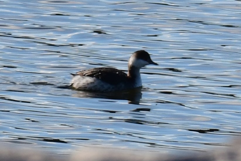 Eared Grebe - ML614319008