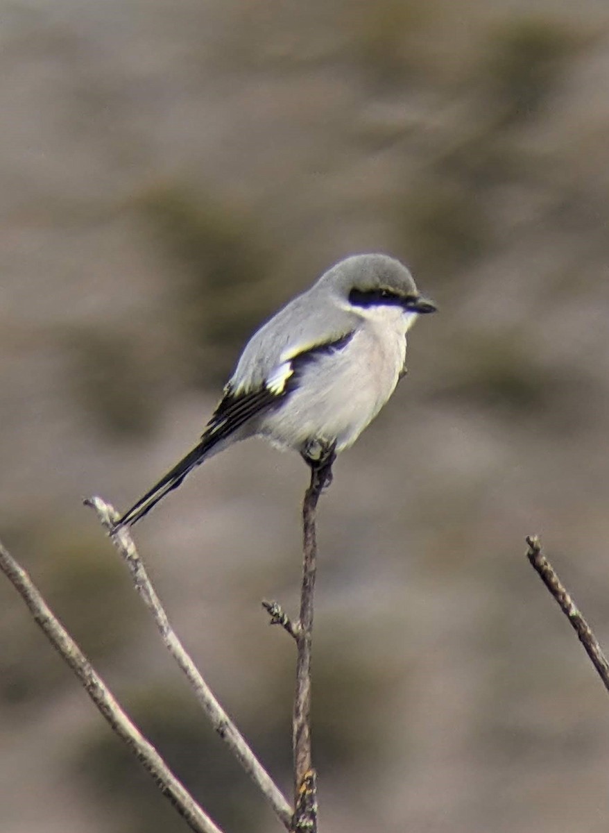 Loggerhead/Northern Shrike - ML614319039