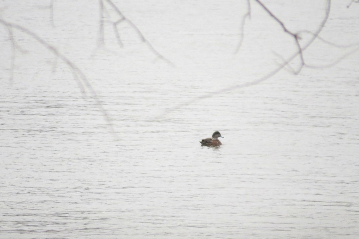 American Wigeon - ML614319049