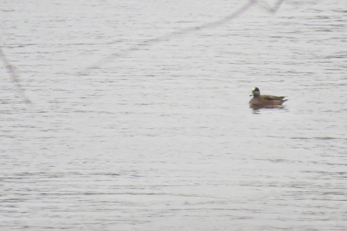 American Wigeon - ML614319051