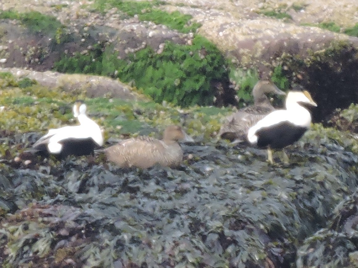 Common Eider - ML614319052