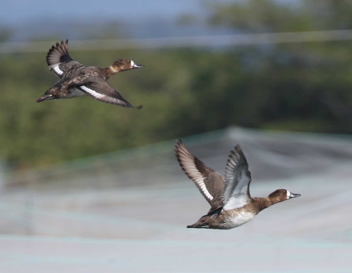 Lesser Scaup - ML614319056