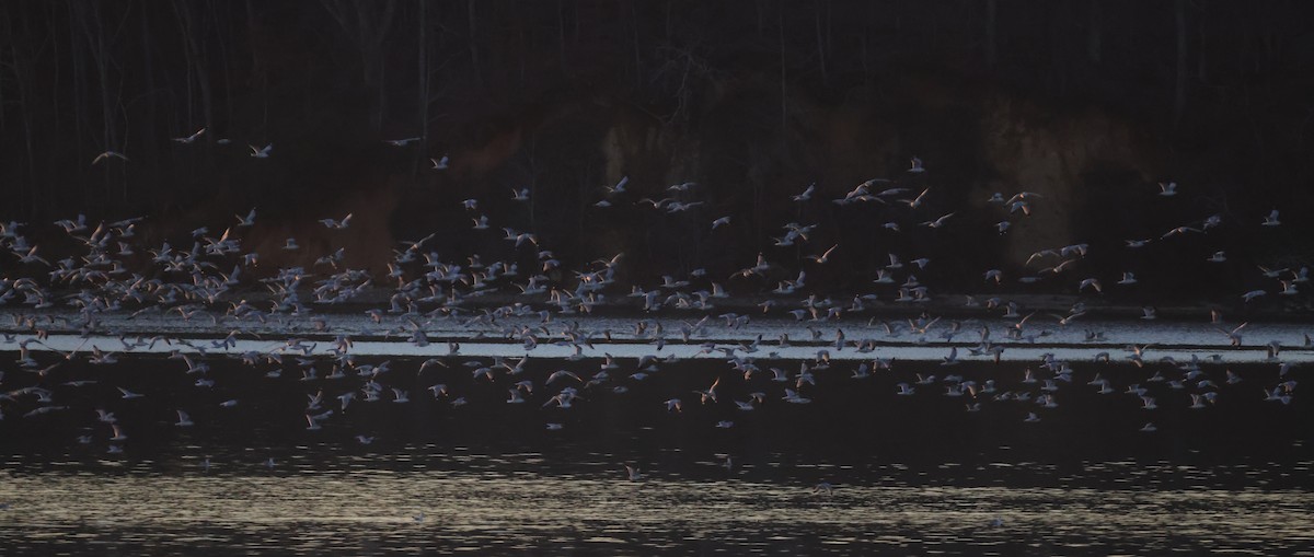 Ring-billed Gull - ML614319089