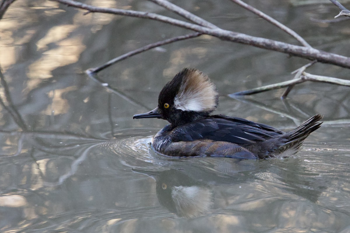 Hooded Merganser - ML614319176