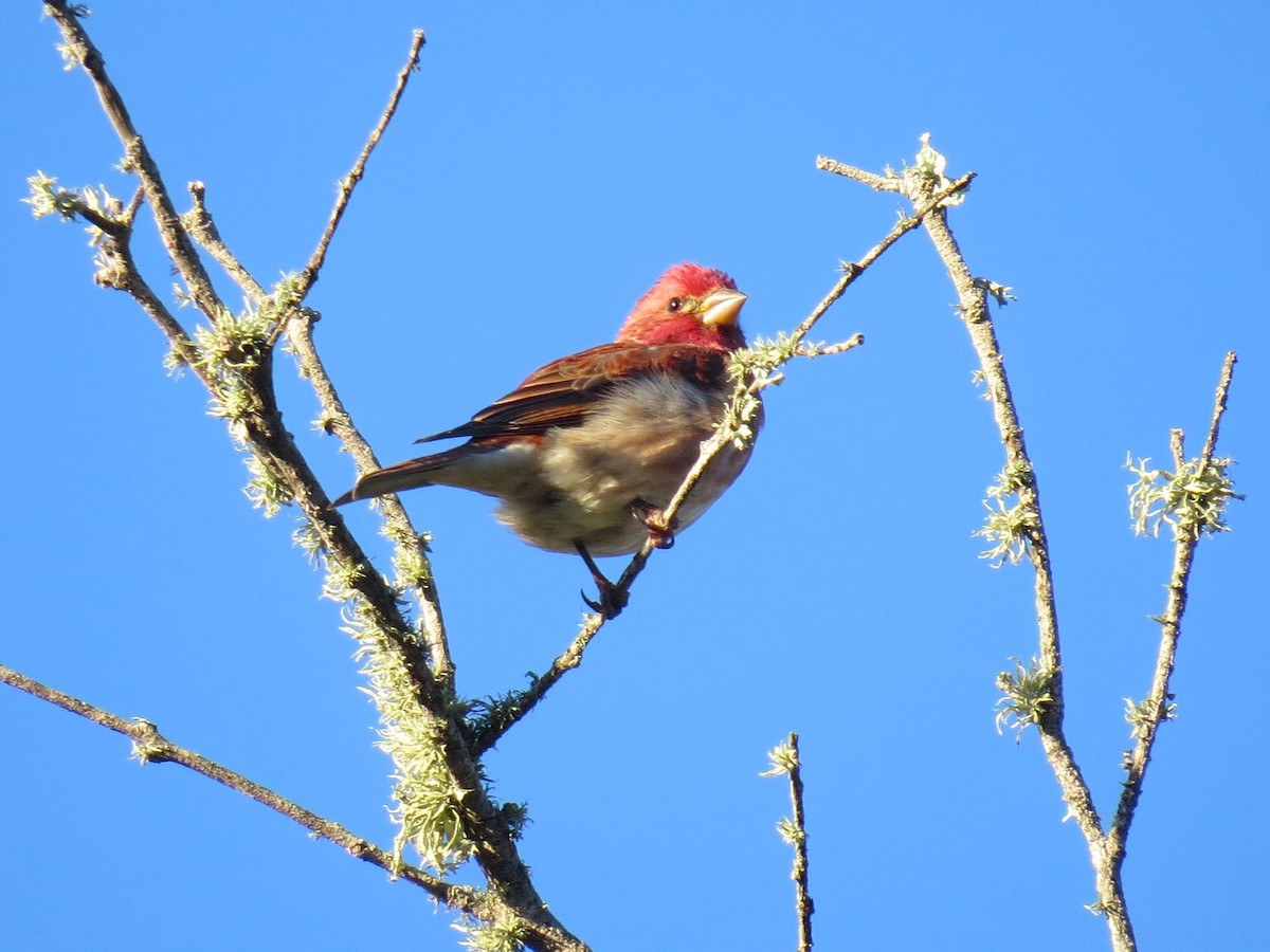 Purple Finch - ML614319191