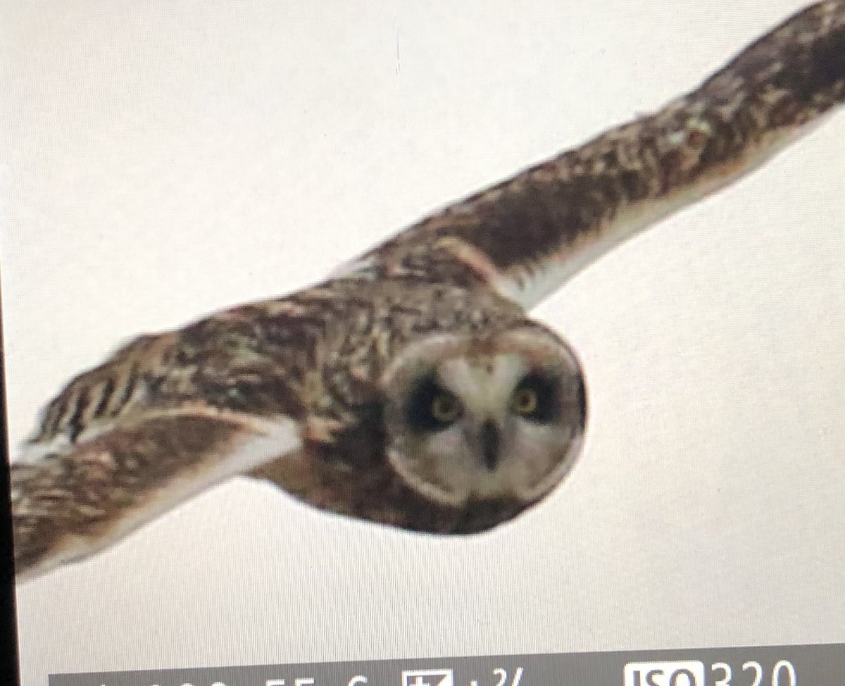 Short-eared Owl - ML614319198