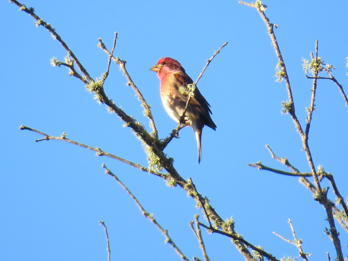 Purple Finch - ML614319203