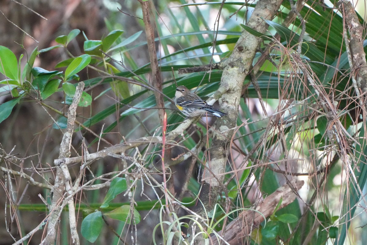 Yellow-rumped Warbler - ML614319237