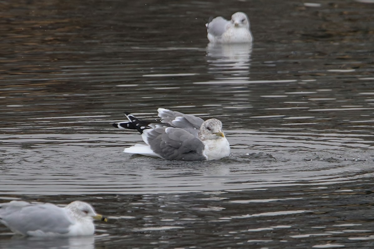 Common Gull (Kamchatka) - Anthony Macchiarola
