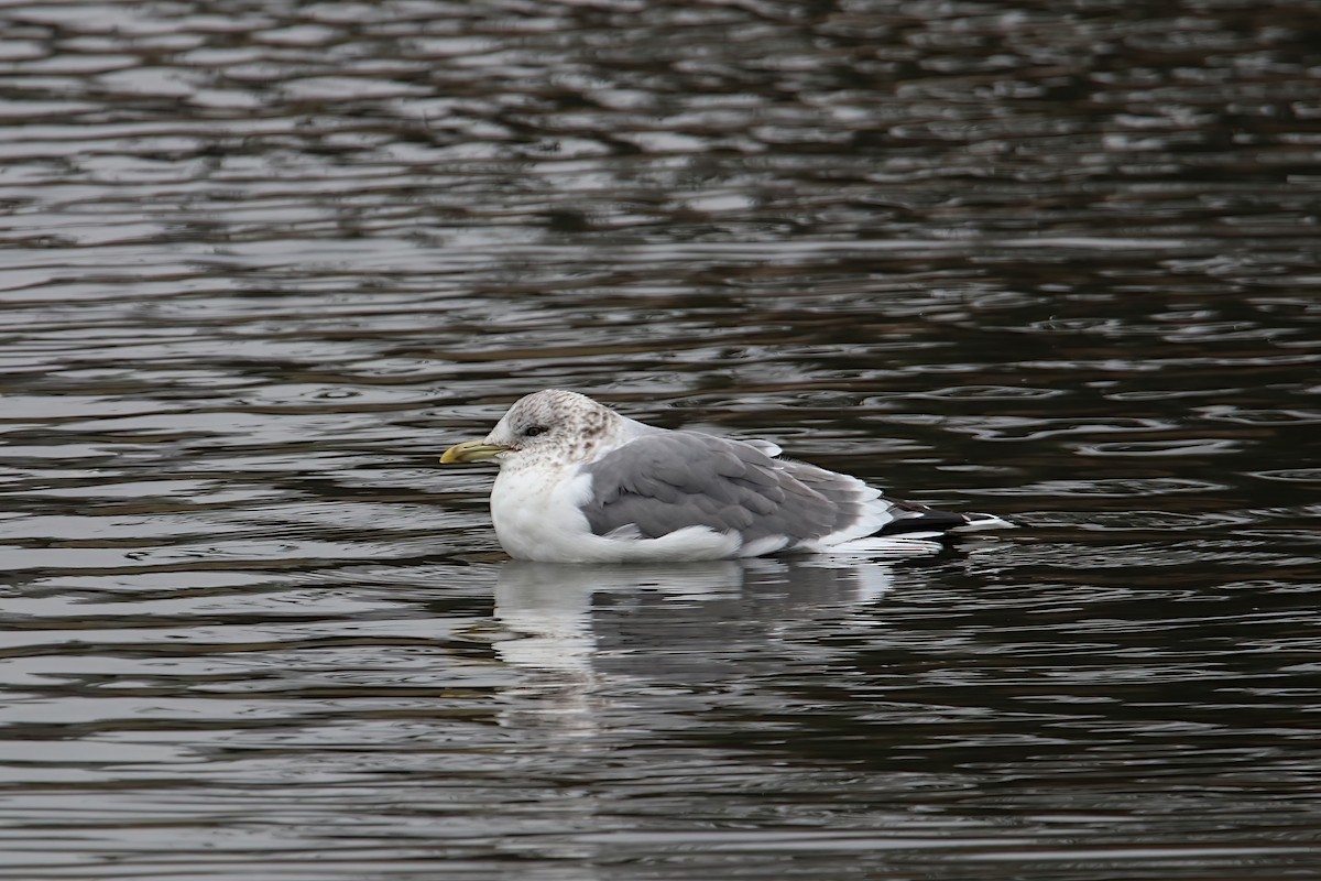 Common Gull (Kamchatka) - Anthony Macchiarola