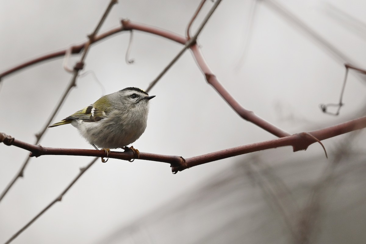 Golden-crowned Kinglet - ML614319328