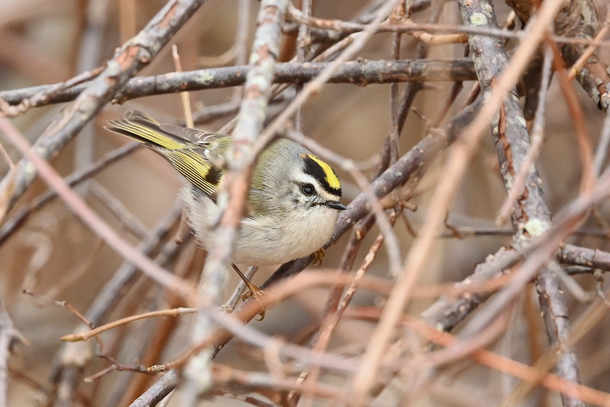 Golden-crowned Kinglet - Dan O'Brien