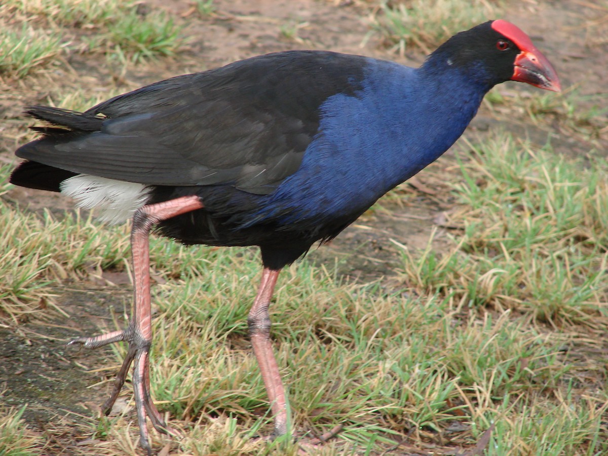 Australasian Swamphen - ML614319350