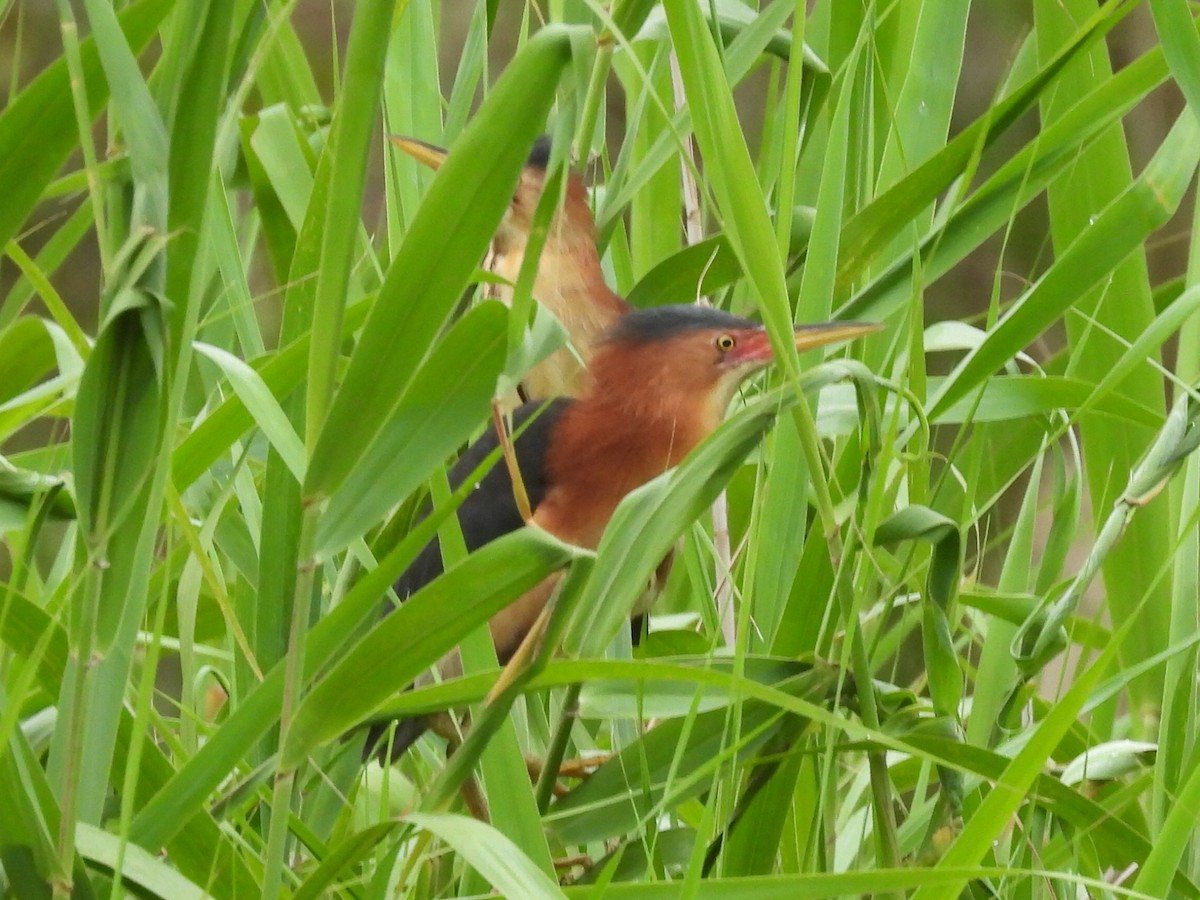 Black-backed Bittern - ML614319414