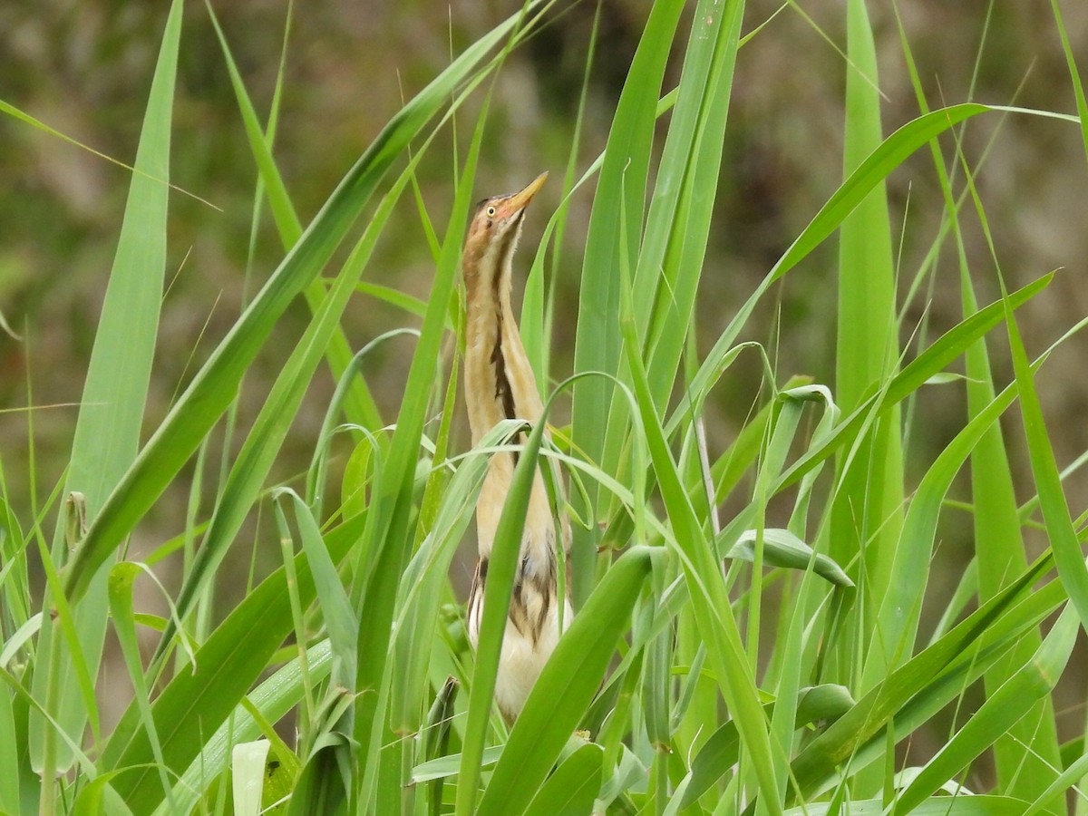 Black-backed Bittern - ML614319416