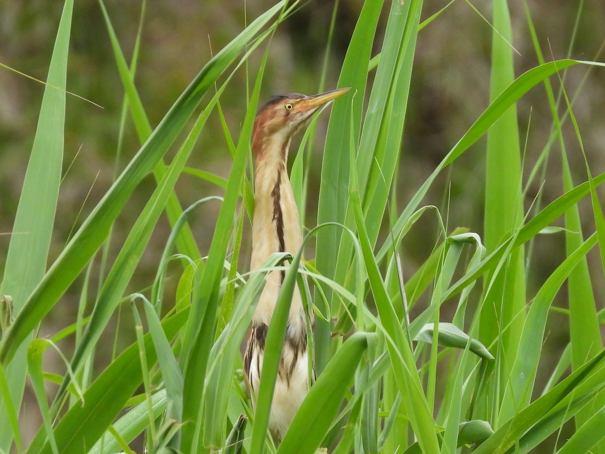 Black-backed Bittern - ML614319417