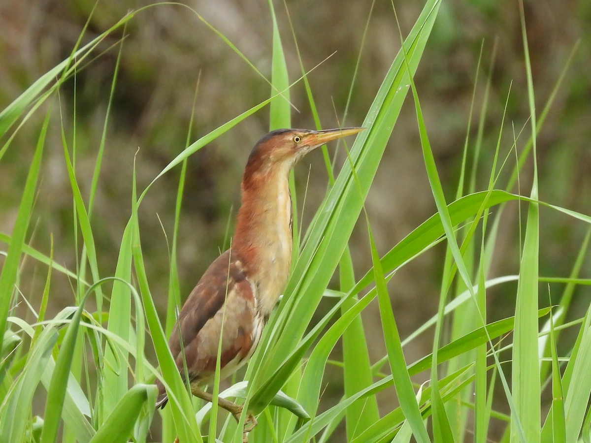 Black-backed Bittern - ML614319418