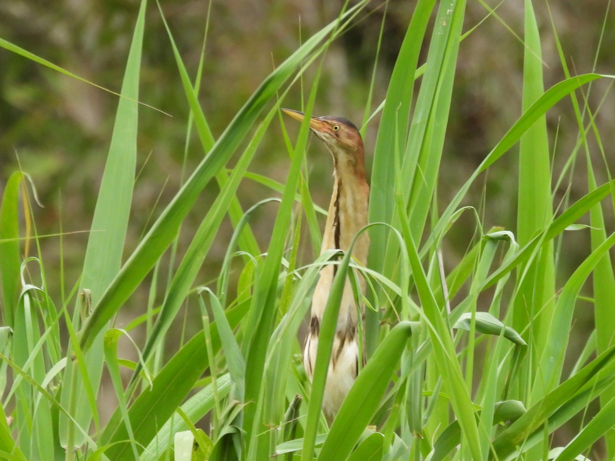 Black-backed Bittern - ML614319419