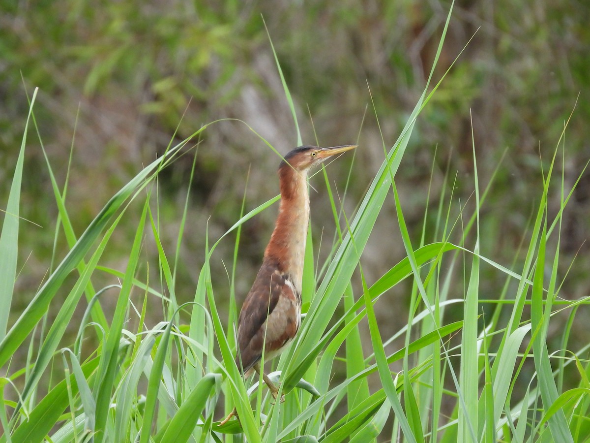 Black-backed Bittern - ML614319422
