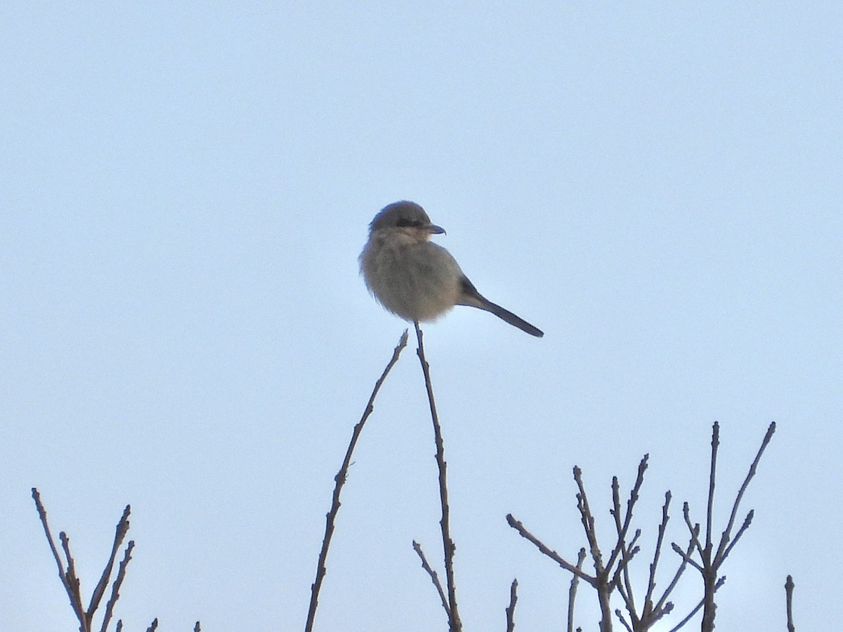 Northern Shrike - Marilyn Hubley