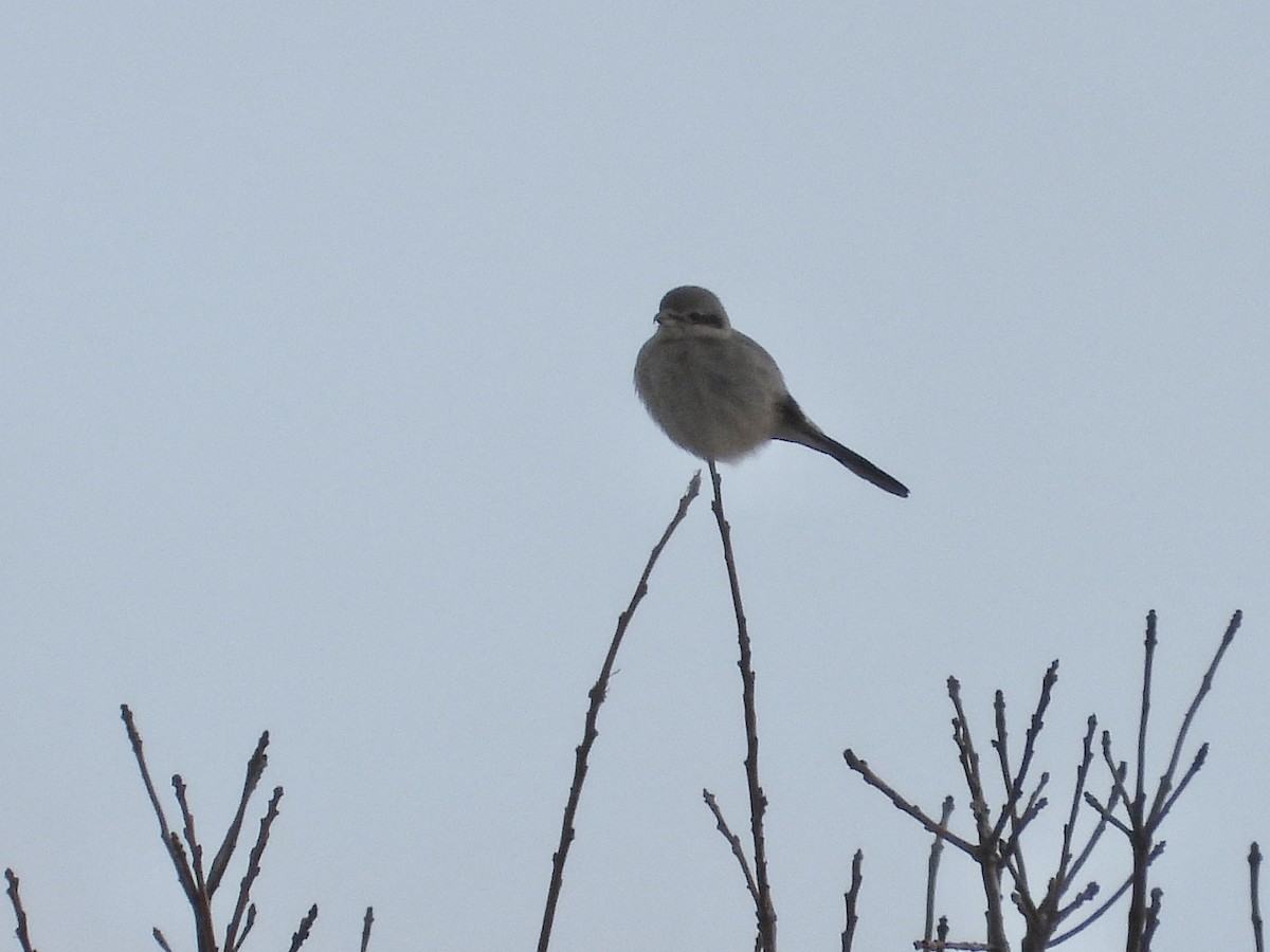 Northern Shrike - Marilyn Hubley