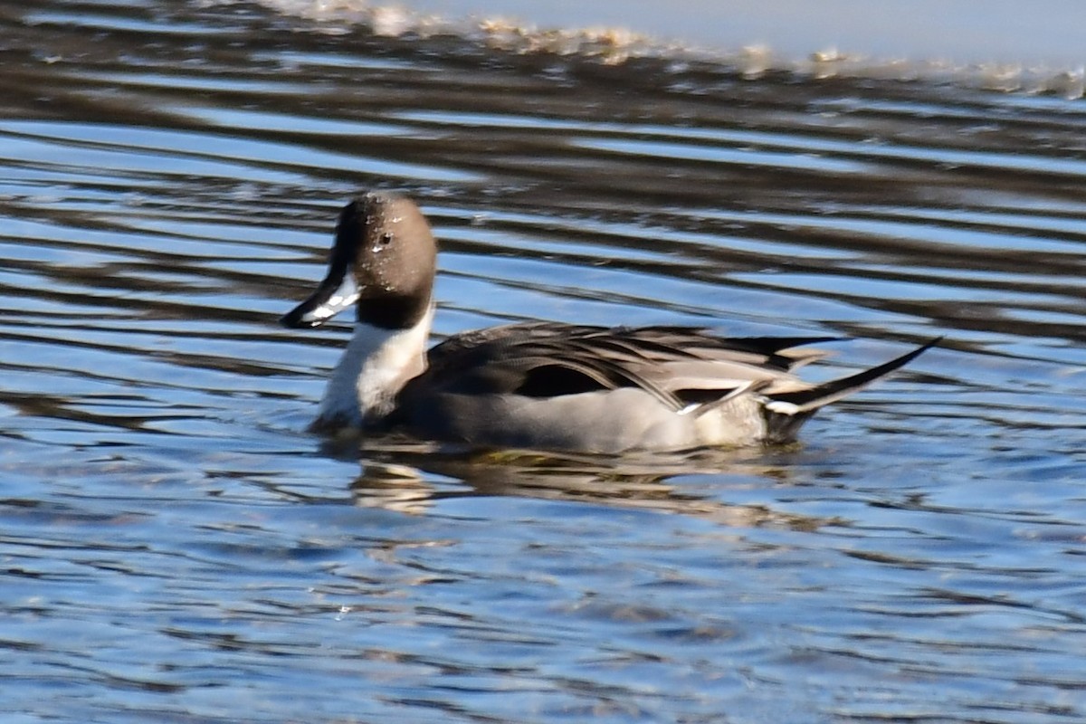 Northern Pintail - Randy McCarthy