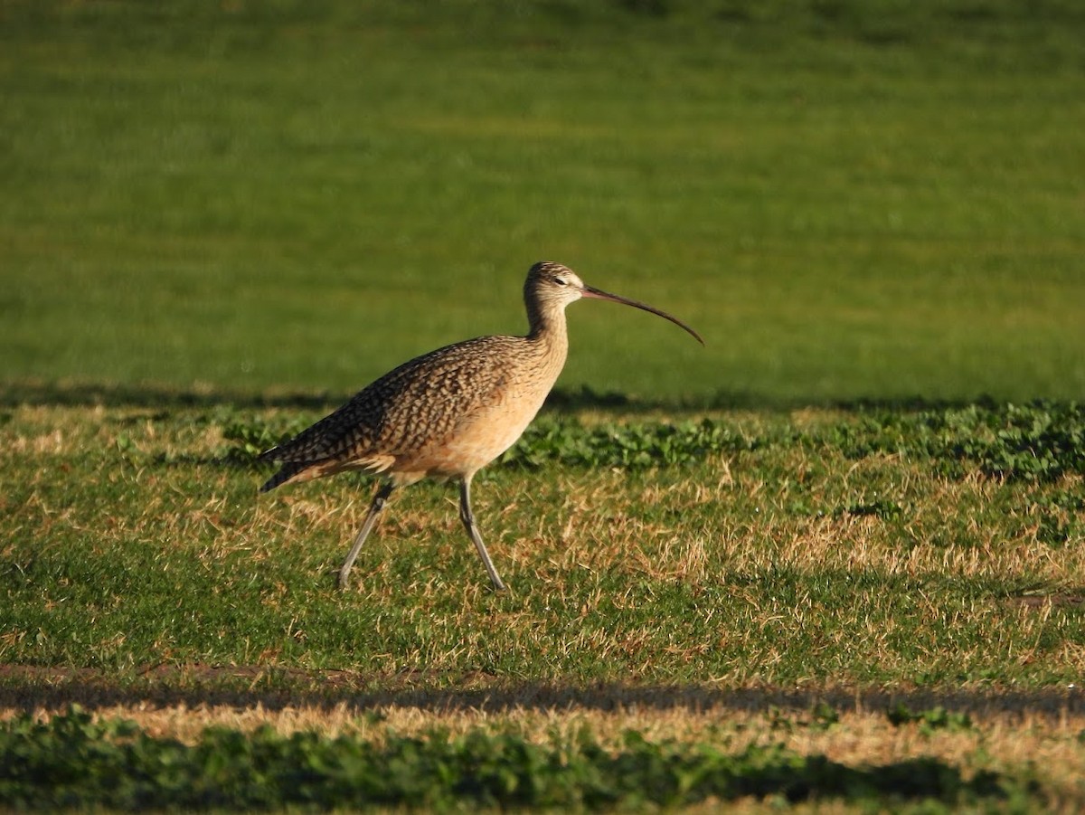 Long-billed Curlew - ML614319555