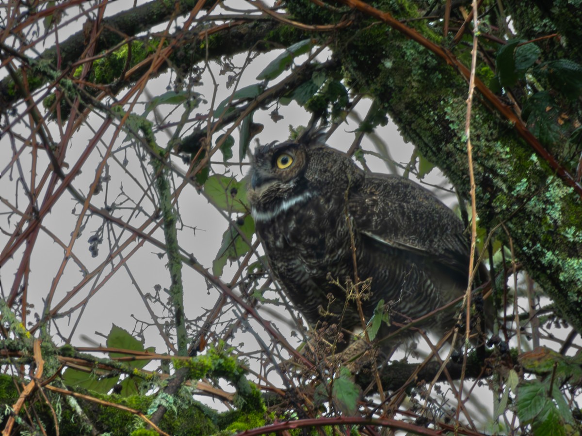 Great Horned Owl - ML614319574