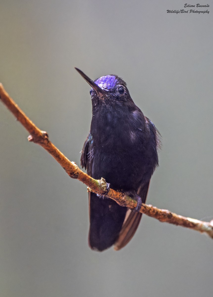 Blue-fronted Lancebill - ML614319576