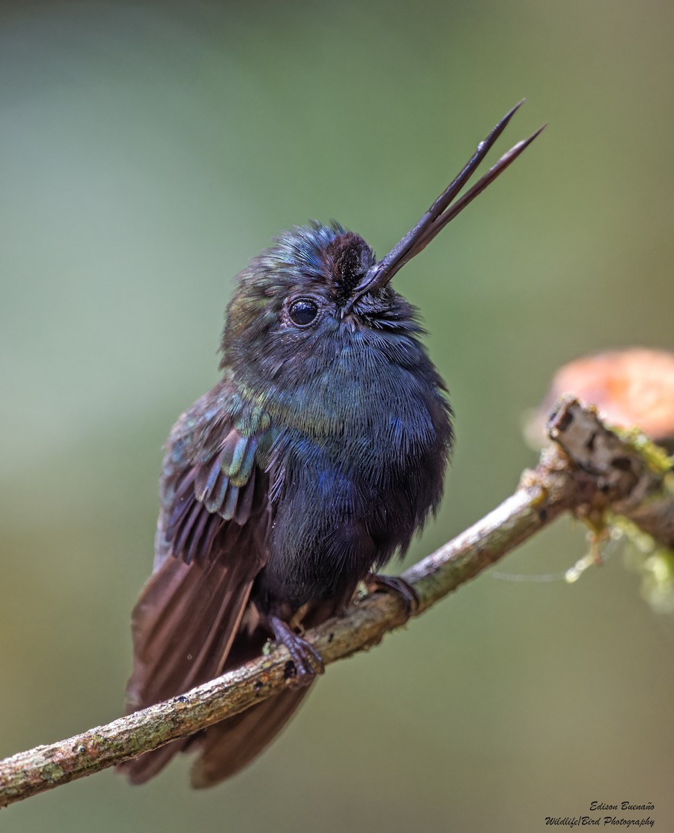 Blue-fronted Lancebill - ML614319577