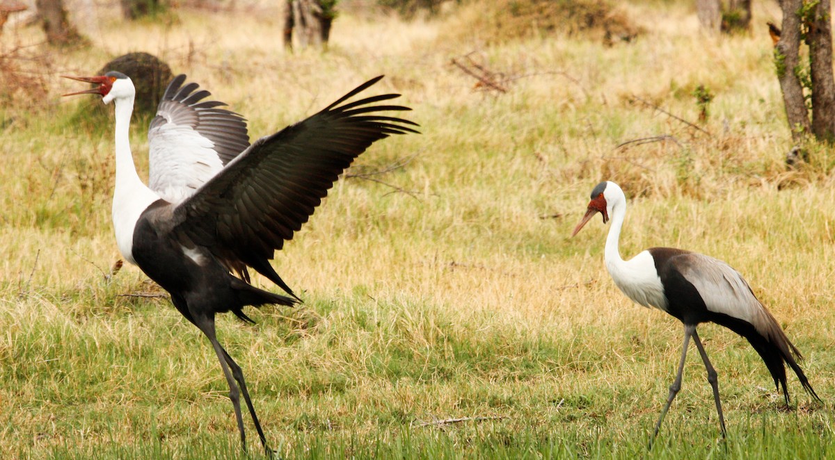 Wattled Crane - ML614319598