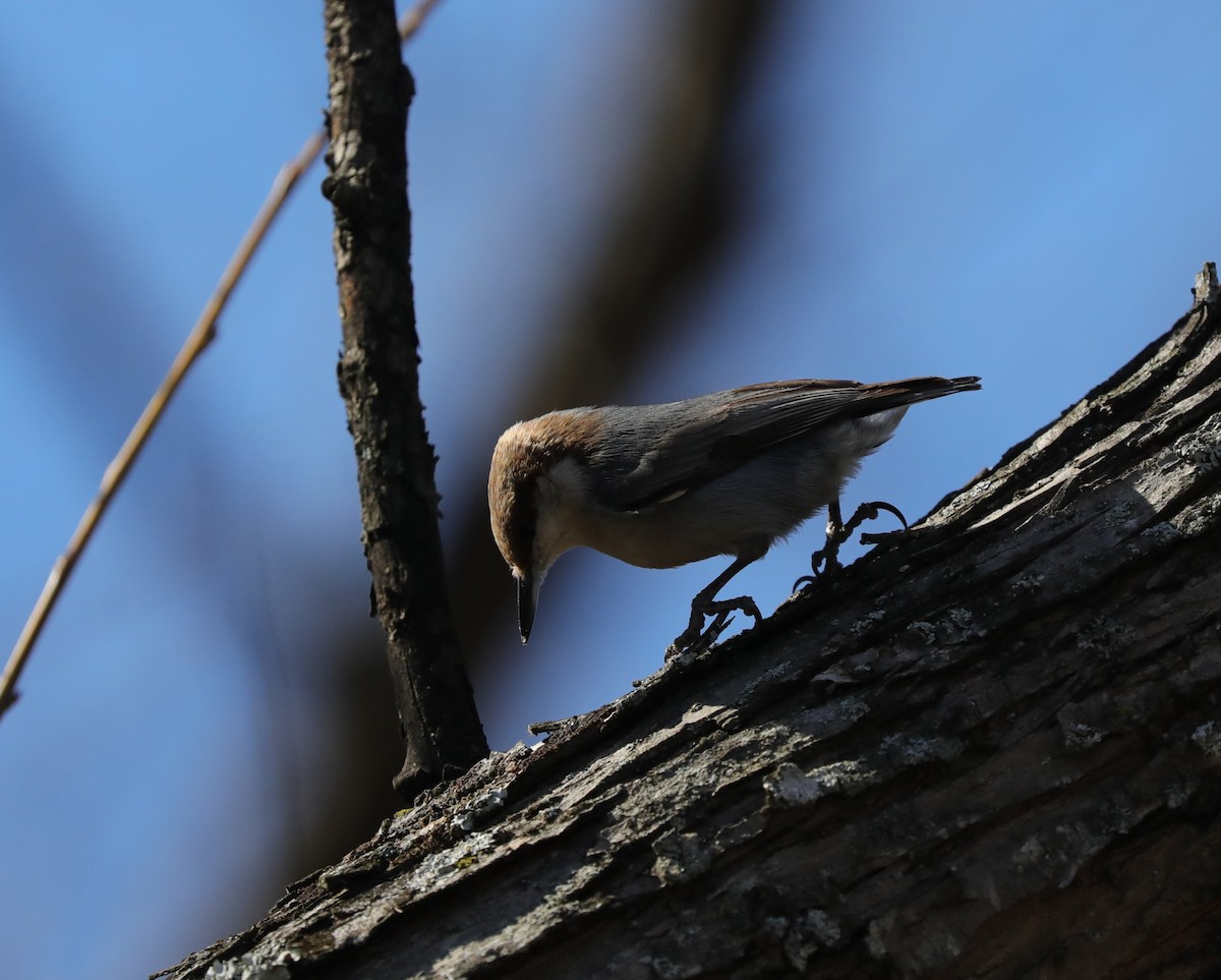 Brown-headed Nuthatch - ML614319621