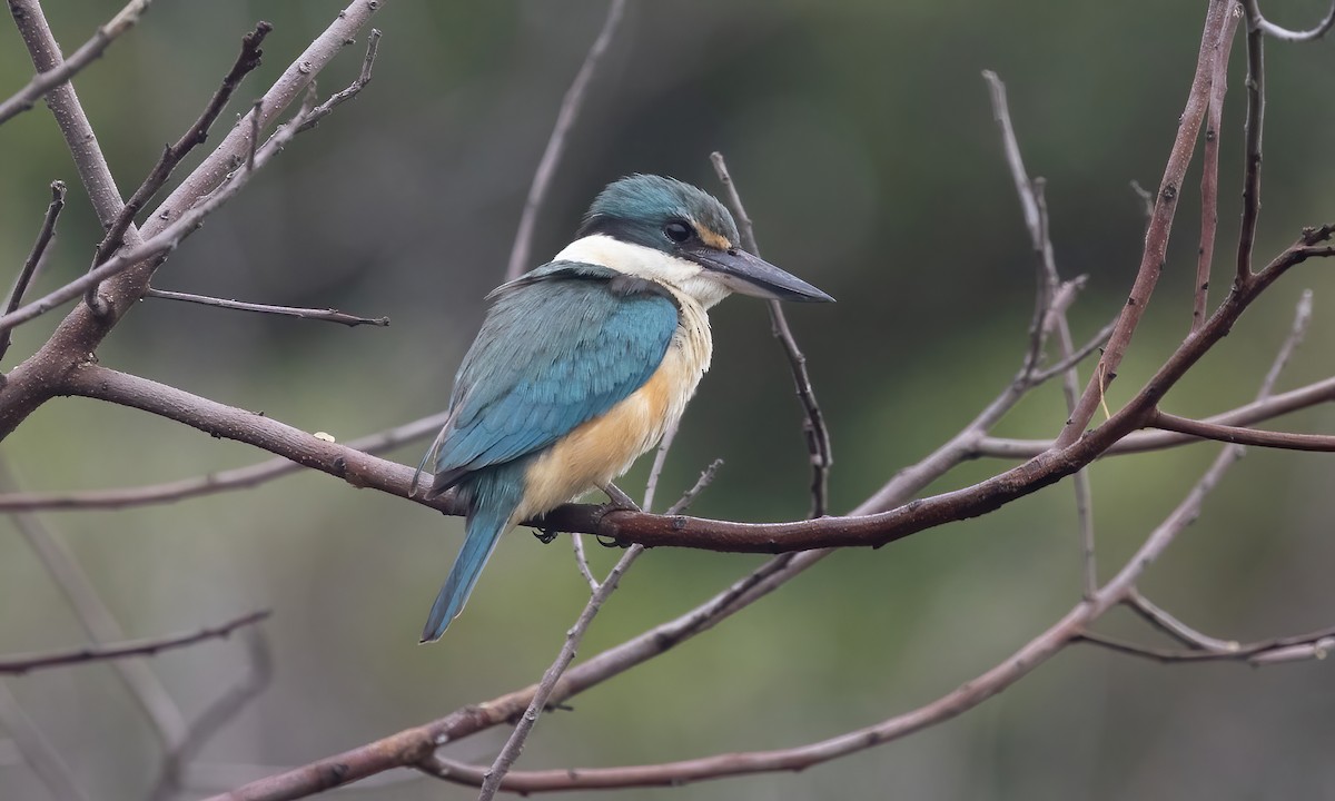 Sacred Kingfisher (Australasian) - Paul Fenwick