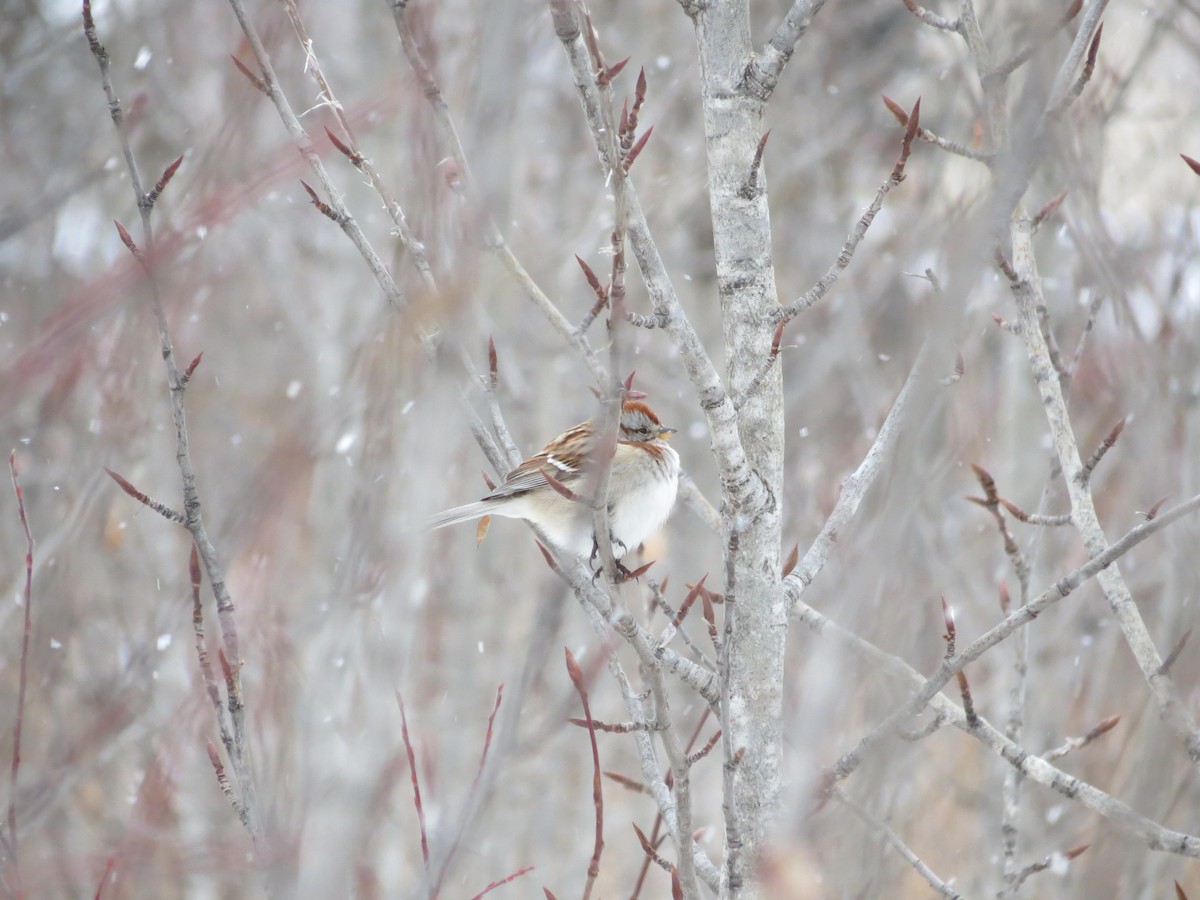 American Tree Sparrow - Balec family