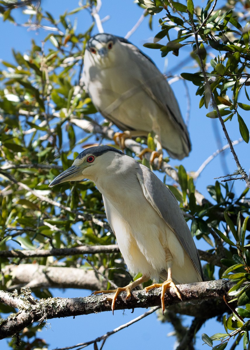 Black-crowned Night Heron - ML614319728