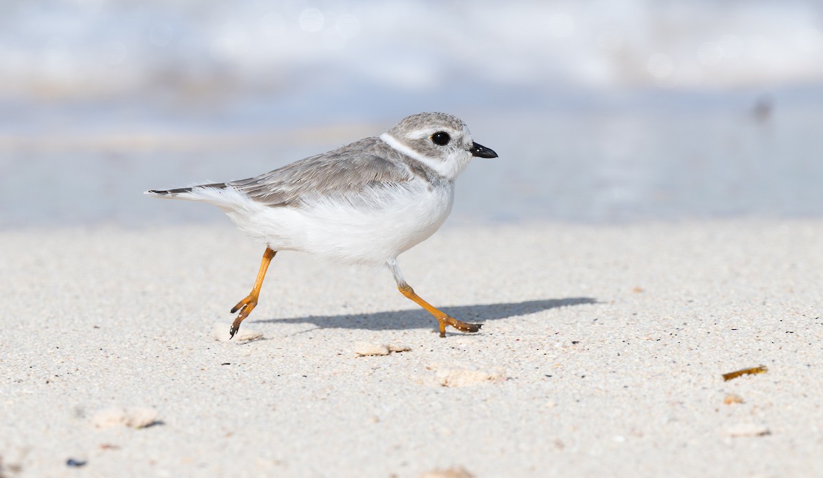 Piping Plover - ML614319738