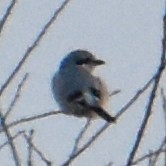 Loggerhead/Northern Shrike - ML614319756