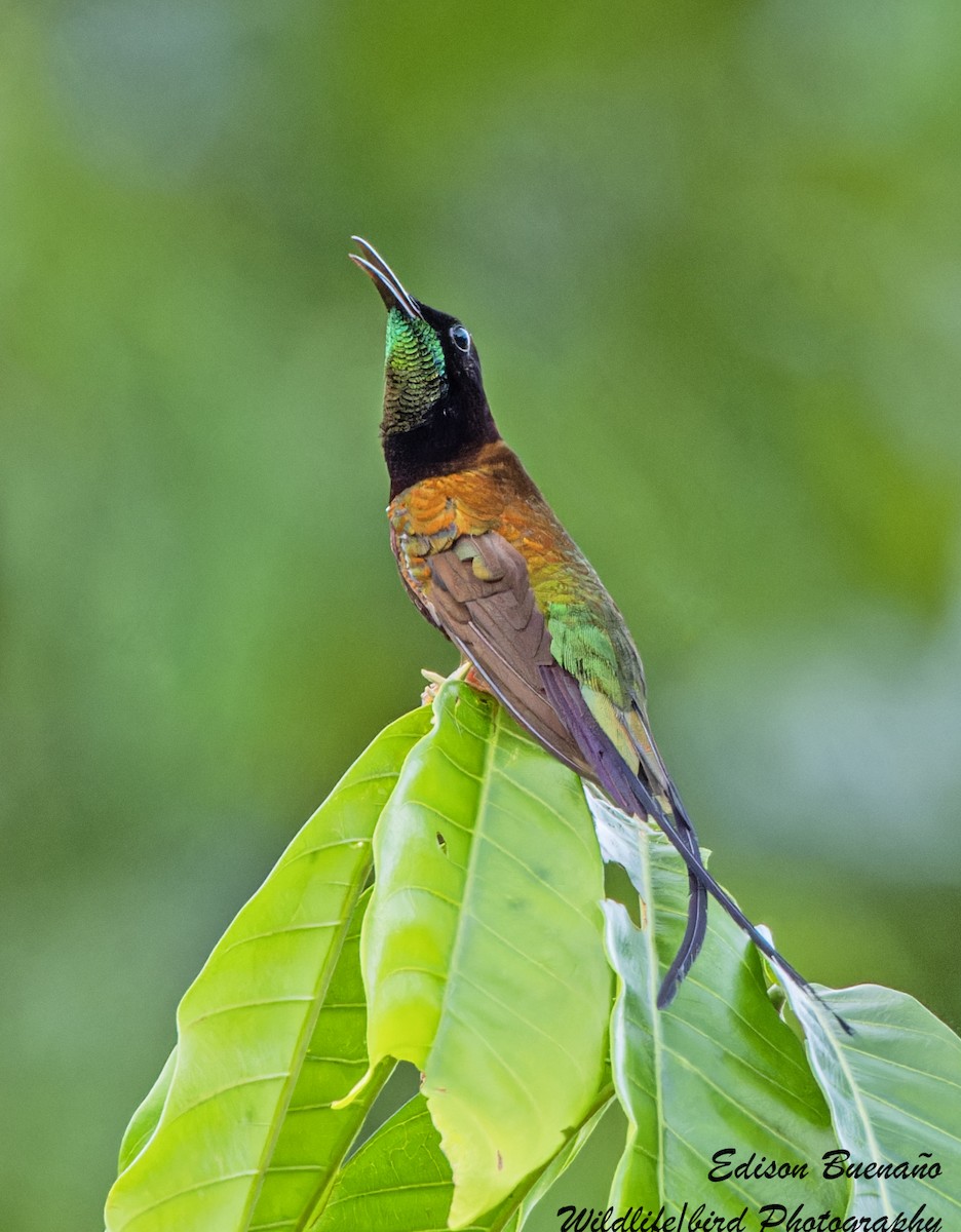kolibřík zelenokostřečný - ML614319767