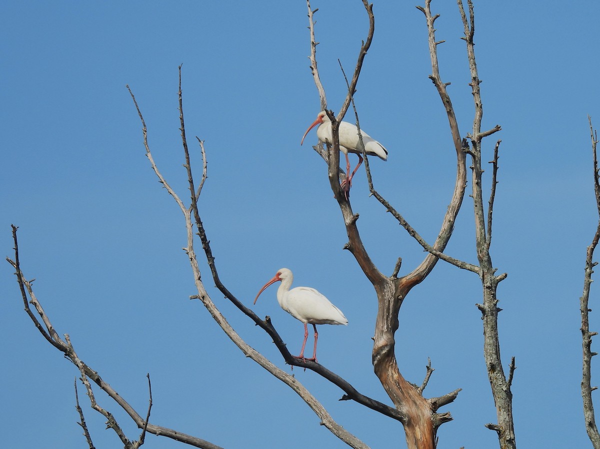 White Ibis - ML614319771