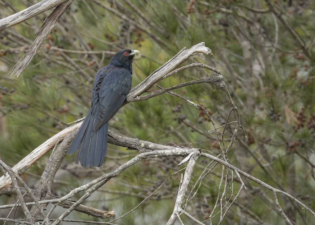 Pacific Koel - ML614319852