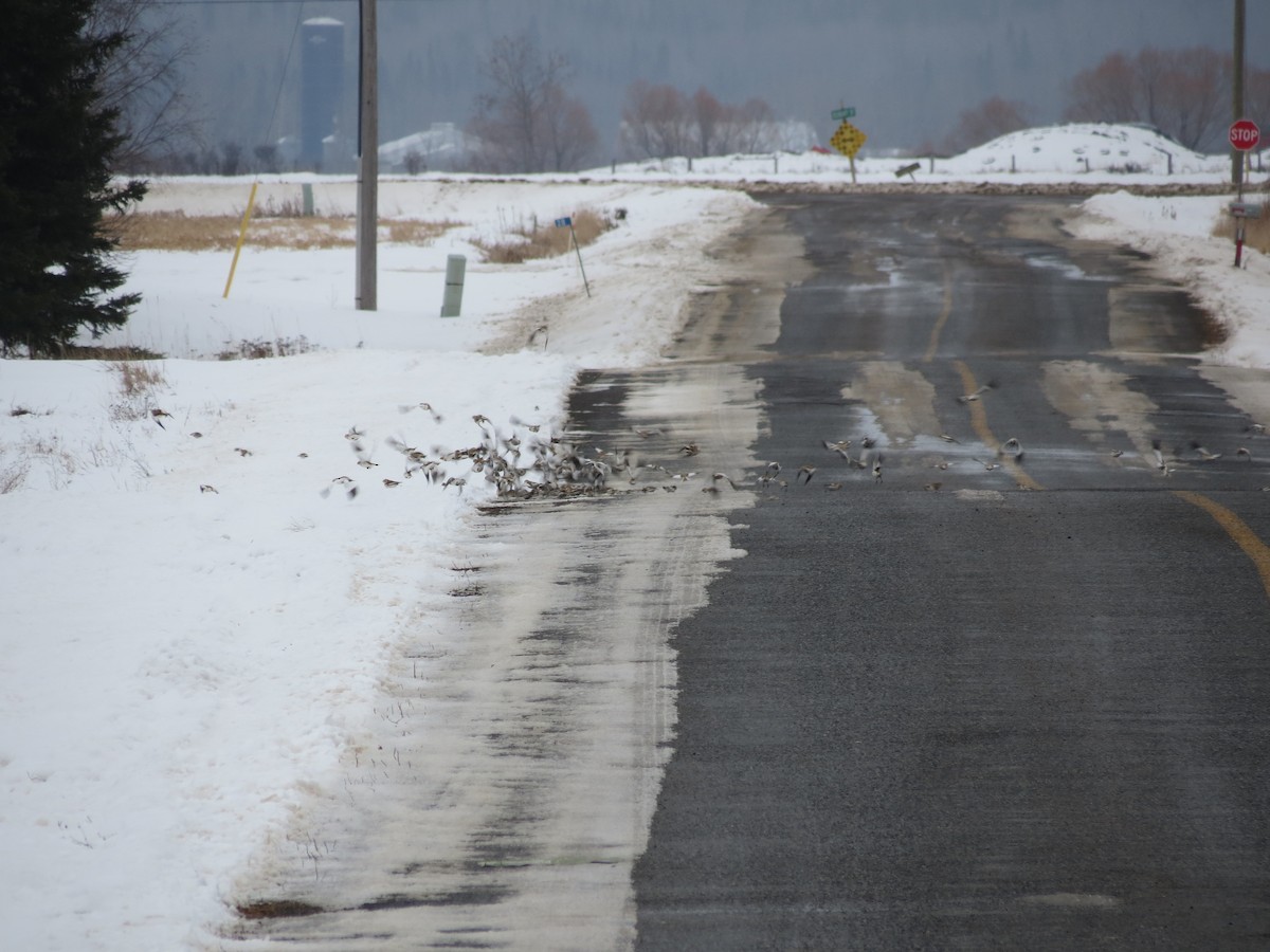 Snow Bunting - ML614319857