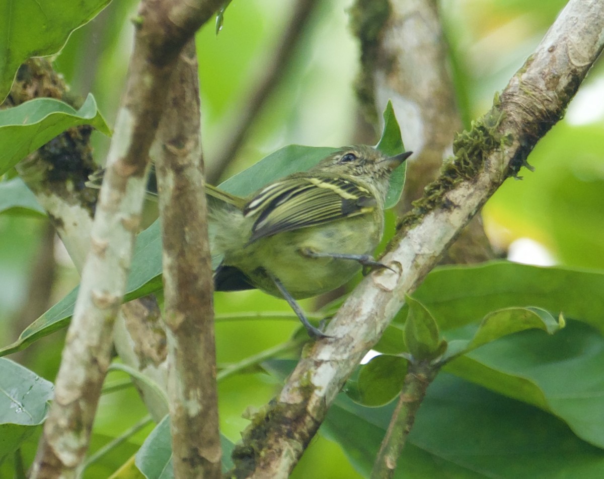 Bahia Tyrannulet - ML614319936