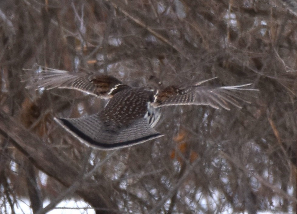 Ruffed Grouse - ML614319957