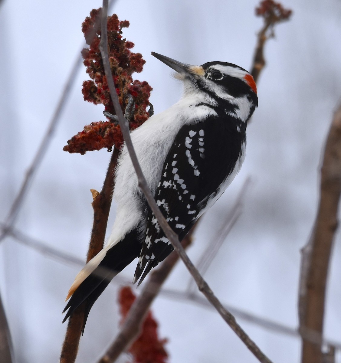 Hairy Woodpecker - ML614319965