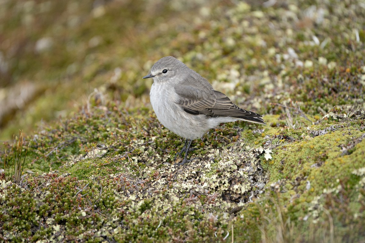 Ochre-naped Ground-Tyrant - ML614319966